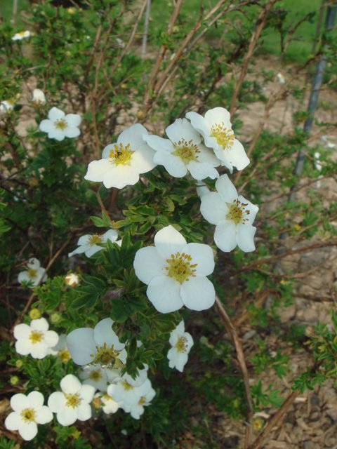 Potentilla fruticosa 'Veitchii' fleur P11